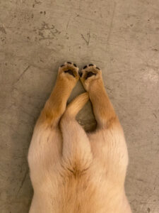 puppy-yoga-marseille-IMG_1178