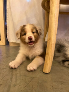 puppy-yoga-marseille-IMG_1365