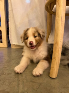 puppy-yoga-marseille-IMG_1366