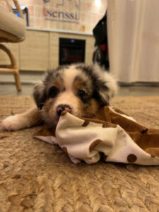 puppy-yoga-marseille-IMG_1449
