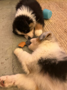 puppy-yoga-marseille-IMG_1609