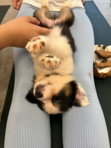 puppy-yoga-marseille-IMG_1617