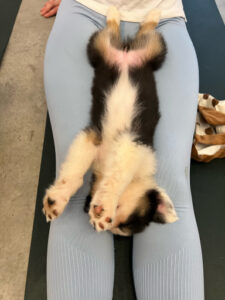 puppy-yoga-marseille-IMG_1622