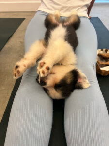 puppy-yoga-marseille-IMG_1623