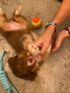 puppy-yoga-marseille-IMG_2901