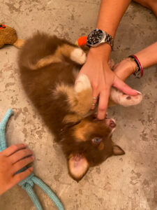 puppy-yoga-marseille-IMG_2906