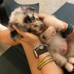puppy-yoga-marseille-IMG_3033