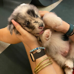 puppy-yoga-marseille-IMG_3034