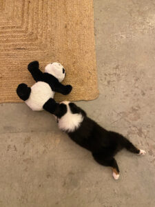 puppy-yoga-marseille-IMG_3237