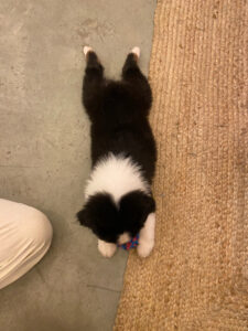 puppy-yoga-marseille-IMG_3489